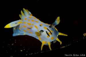 Polycera from the NUDI Safari 2014 in Gulen by Henrik Gram Rasmussen 